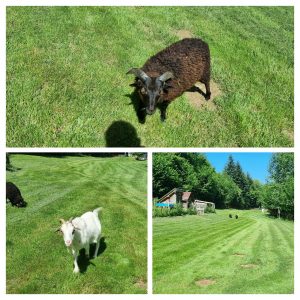 20240619_160922-COLLAGE